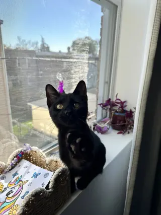 Bobby