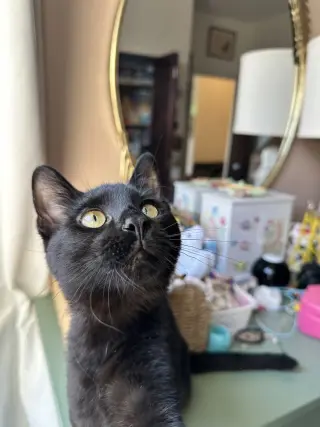 Bobby