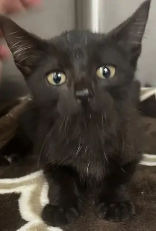 LUNA
