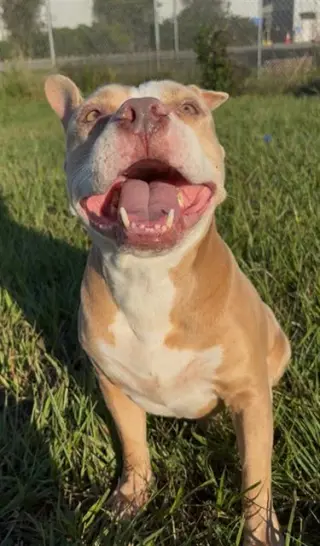 HARVEY