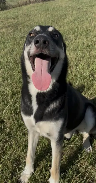 FINN