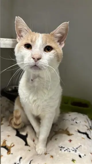 FERDINAND