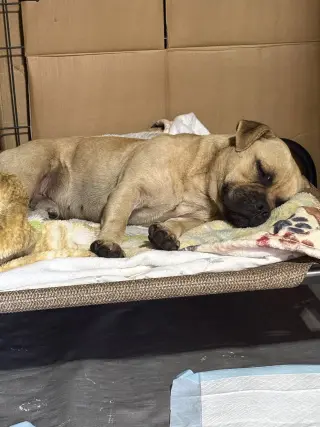 Duke