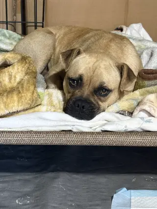 Duke