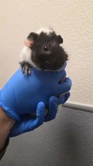SQUEAK