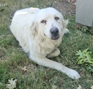 Lilly