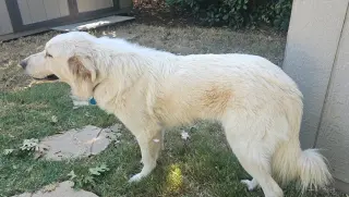 Lilly