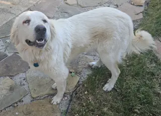 Lilly