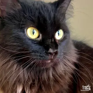 Jaxie
