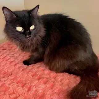 Jaxie