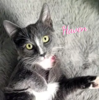Haven #used-tire-crew