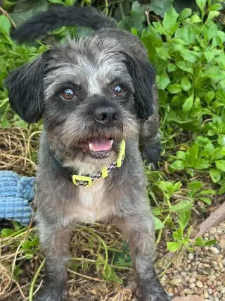 Oscar