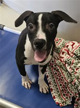 *DODGER