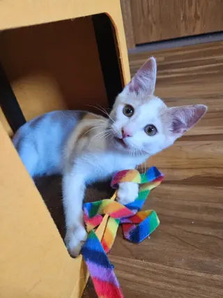 Nelson