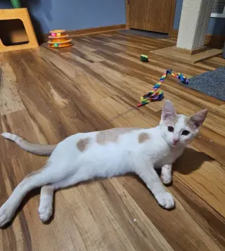 Nelson