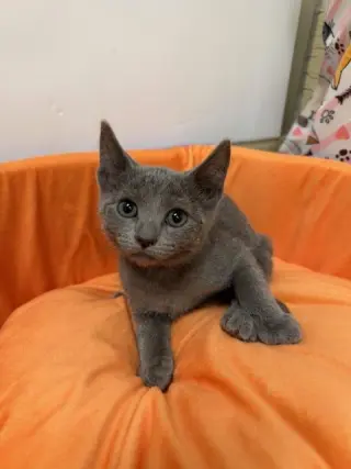 Kitten 28112 (Bubbles)