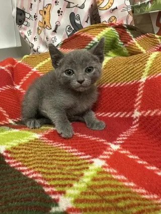 Kitten 28112 (Bubbles)
