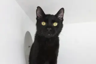 Cloak of Doom