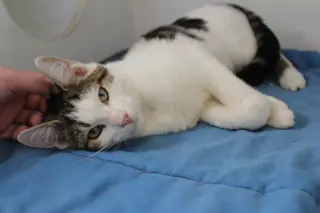 Beanie Weanie