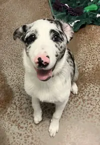Cosmo