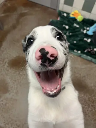 Cosmo