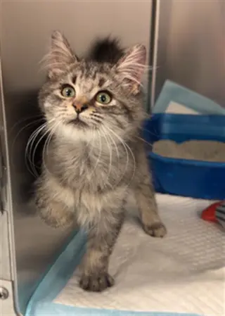 MR. BISCUIT