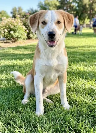 Atlas