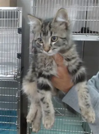 FIGARO