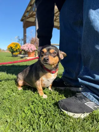 Yogi