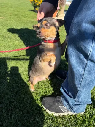 Yogi
