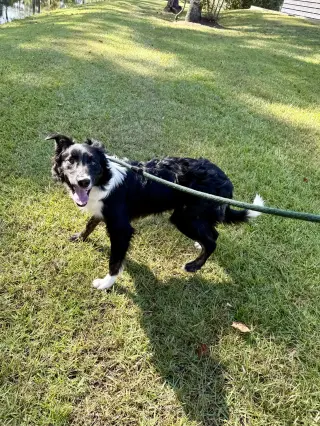 Asher