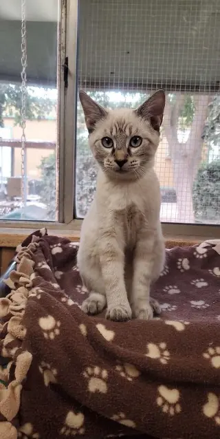 Cat 23630 (Rigatoni)