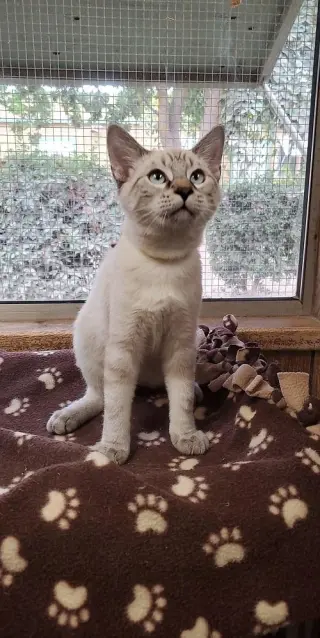Cat 23630 (Rigatoni)