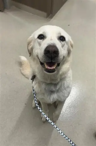 MAYA