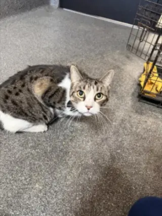 MILO