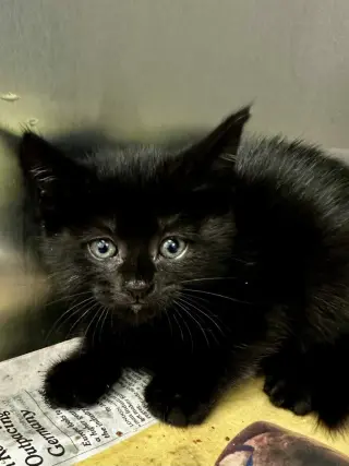 CA 114 Buffy