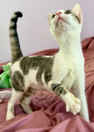 Penelope