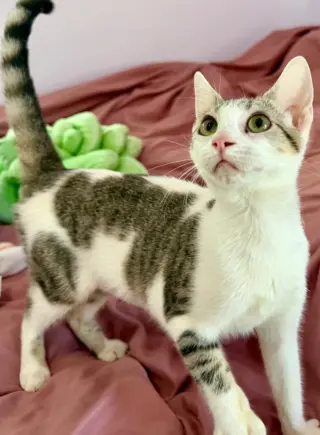 Penelope