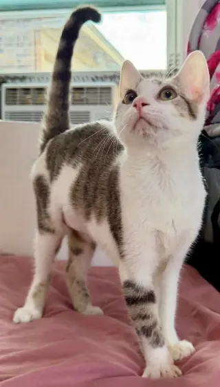 Penelope