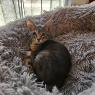 Coraline