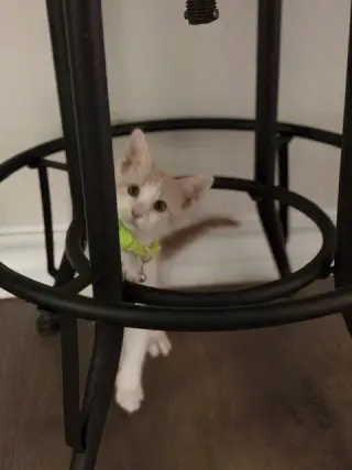 Luca