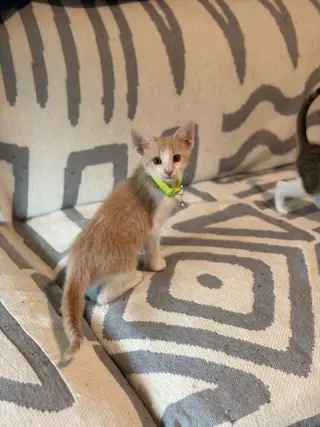 Luca