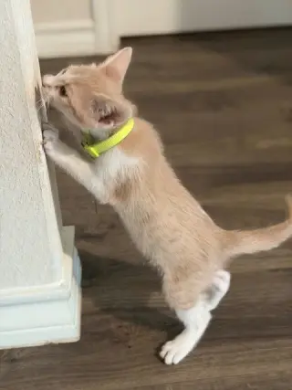 Luca