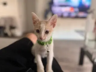 Tod