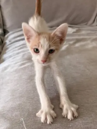 Tod