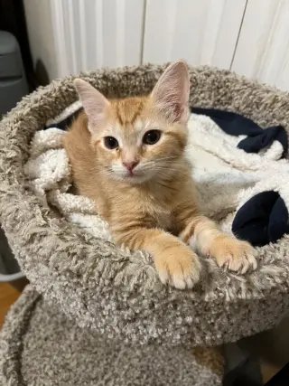 Apricot