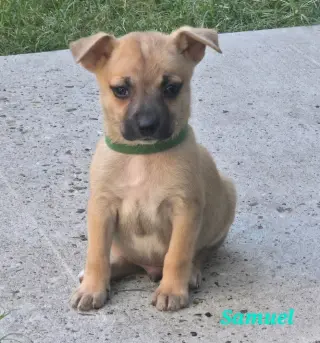 Samuel
