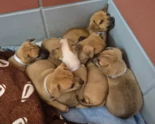 Samuel