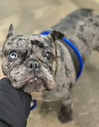 Big Bertha
