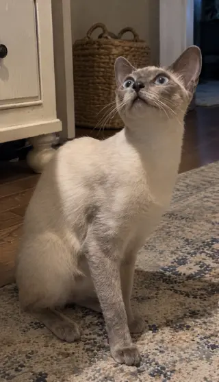 Amira